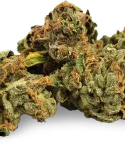 Island Sweet Skunk
